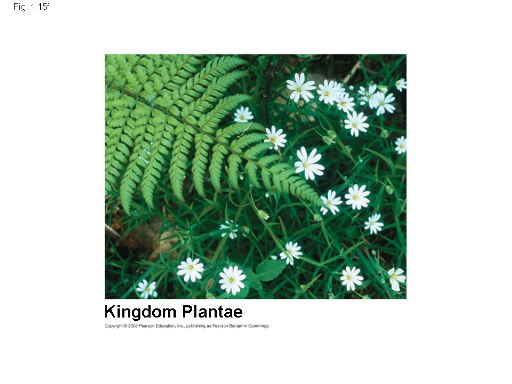 Fig. 1-15f Kingdom Plantae